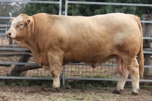 plemennye-byki-harakteristika-i-osobennosti-soderzhaniya-12