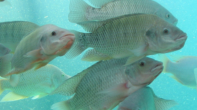 a5m7f457cbaf7454q0x2o7ltc3qwooxs.jpg