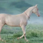 Редкий изабелловый скакун стал новым культурным символом Казахстана